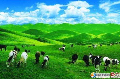 南山乳业：攻克难关 不断提高牛奶质量