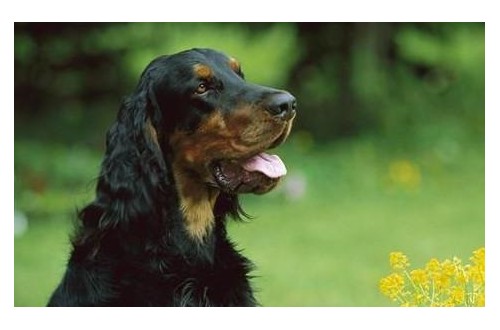 戈登雪达犬为何经常“搞破坏”？